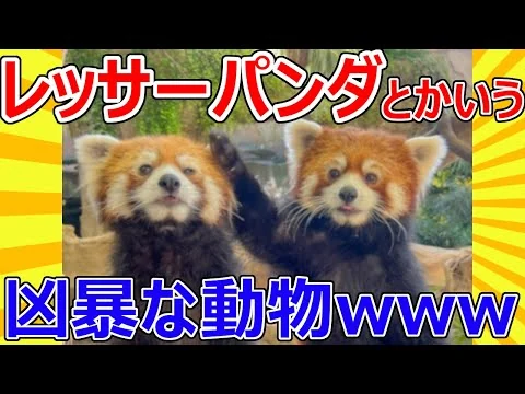 画像 レッサーパンダとかいう敵を威嚇しまくる凶暴な動物ｗｗｗ