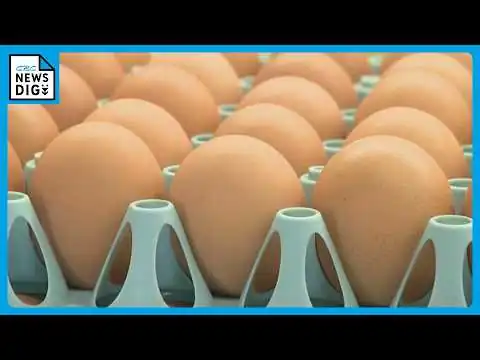 画像 卵の価格“エッグショック”時を上回り最高値更新 鳥インフルエンザ･エサ代高騰…養鶏場の不安尽きず ｢相場は高止まりするのではないか｣