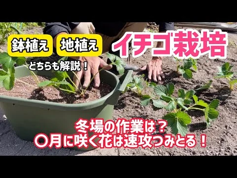 画像 【野菜】イチゴを育てよう！植え付け〜日ごろの管理、冬・春先の管理