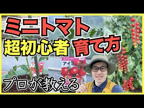 画像 【ミニトマト】家庭菜園超初心者向けのミニトマトの育て方, 苗の植え方【5月】